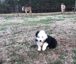 Small Australian Shepherd