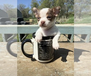Chihuahua Puppy for Sale in ELK POINT, South Dakota USA