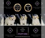 Small Photo #62 Maltipoo (Miniature) Puppy For Sale in WARSAW, IN, USA