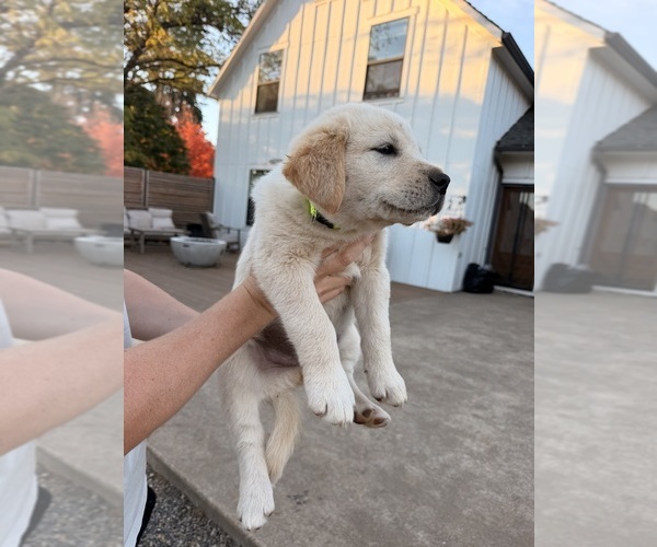 Medium Photo #1 Goberian-Golden Labrador Mix Puppy For Sale in LA CENTER, WA, USA
