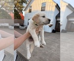 Puppy 5 Goberian-Golden Labrador Mix
