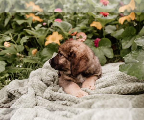 Medium Photo #6 Bernese Mountain Dog-Caucasian Shepherd Dog Mix Puppy For Sale in STEVENS, PA, USA