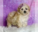 Small #1 Maltipoo (Miniature)