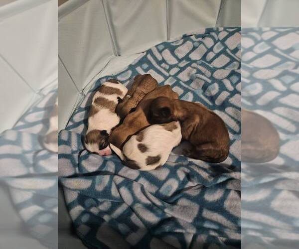 Medium Photo #5 Shih Tzu Puppy For Sale in CANFIELD, OH, USA