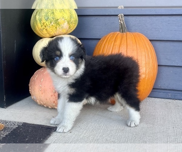 Medium Photo #11 Australian Shepherd Puppy For Sale in LODA, IL, USA