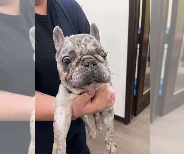 Medium Photo #2 French Bulldog Puppy For Sale in New York, NY, USA