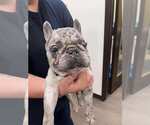 Small #1 French Bulldog