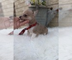 Small Photo #2 Chiranian Puppy For Sale in CARTHAGE, TX, USA