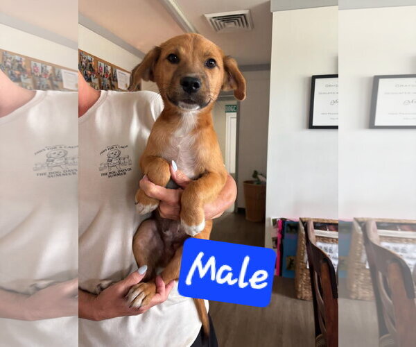 Medium Photo #2 Mutt Puppy For Sale in Brooksville, FL, USA