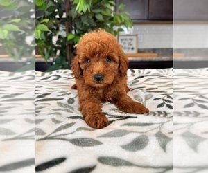 Medium Goldendoodle (Miniature)