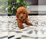 Small Goldendoodle (Miniature)