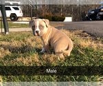 Small #6 American Bully Mikelands 