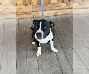 Buckwheat - Male Mutt Dog for Adoption - Photo #2