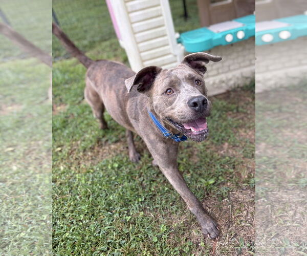 Medium Photo #3 American Pit Bull Terrier-Unknown Mix Puppy For Sale in Virginia Beach, VA, USA