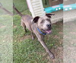 Small #2 American Pit Bull Terrier Mix
