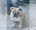 Small #1 Bulldog Mix