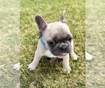 Small #1 French Bulldog