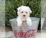 Gus - Male Maltese Puppy for Sale - Photo #3