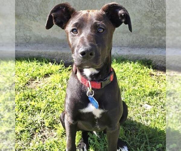 Medium Photo #37 Labrador Retriever-Unknown Mix Puppy For Sale in San Diego, CA, USA