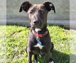 Small #36 Labrador Retriever Mix