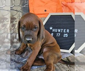 Redbone Coonhound Puppy for sale in DENVER, PA, USA