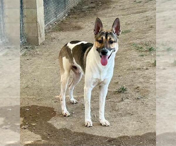 Medium Photo #2 German Shepherd Dog-Unknown Mix Puppy For Sale in Riverside, CA, USA