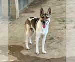 Small #1 German Shepherd Dog Mix