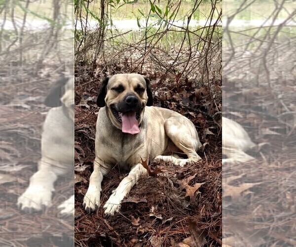 Medium Photo #1 Black Mouth Cur-Spanador Mix Puppy For Sale in DUNNELLON, FL, USA