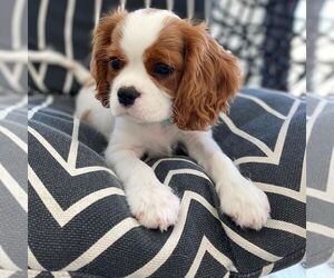 Cavalier King Charles Spaniel Puppy for sale in KEY WEST, FL, USA