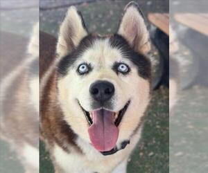 Siberian Husky Dogs for adoption in Woodland, CA, USA