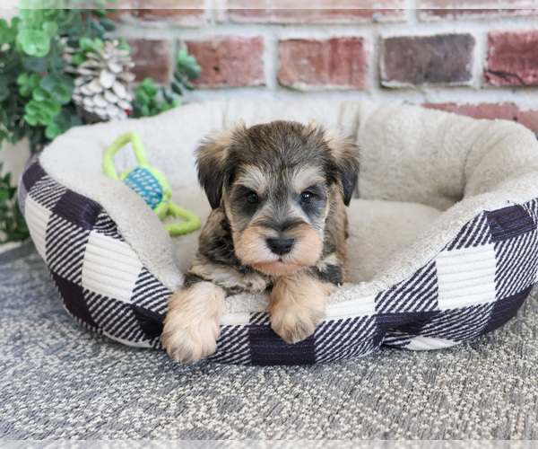 Medium Photo #7 Schnauzer (Miniature) Puppy For Sale in SYRACUSE, IN, USA