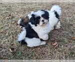 Small Photo #4 Shih Tzu Puppy For Sale in BRIDGEWATER, VA, USA