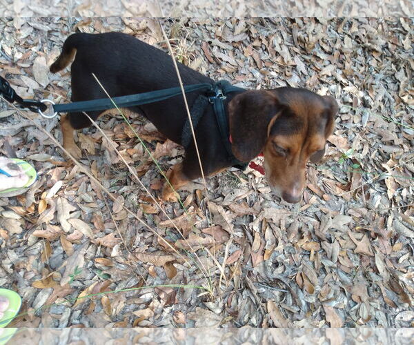 Medium Photo #1 Beagle Puppy For Sale in Tampa, FL, USA