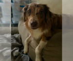Small #6 Australian Shepherd