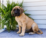 Puppy Hadley Mastiff