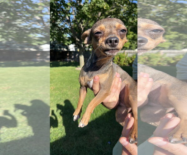 Medium Photo #3 Chihuahua-Unknown Mix Puppy For Sale in New London, WI, USA