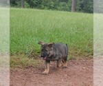 Small Photo #29 German Shepherd Dog Puppy For Sale in POWDER SPRINGS, GA, USA