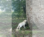Yellow Female - Female Labrador Retriever Puppy for Sale - Photo #16