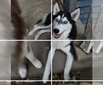 Puppy Mango Siberian Husky