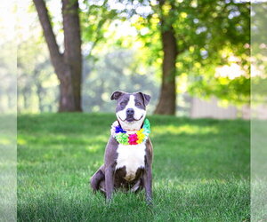 Stormy - Female Mutt Dog for Adoption - Photo #8