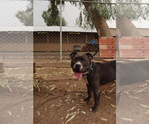 American Pit Bull Terrier Dogs for adoption in El Centro, CA, USA
