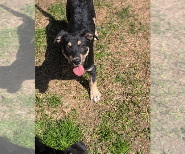 Medium Photo #2 Mutt Puppy For Sale in garner, NC, USA