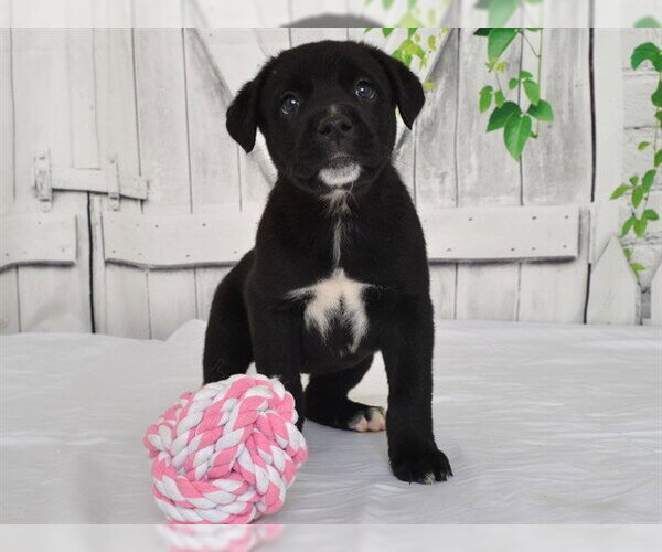 Medium Photo #1 Texas Heeler-Unknown Mix Puppy For Sale in Oroville, CA, USA