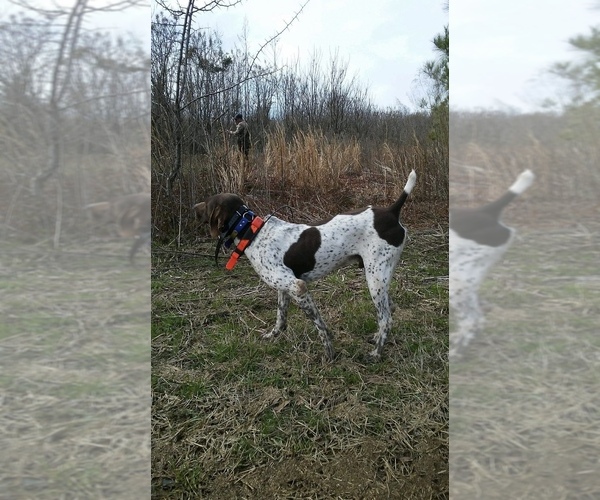 Medium Photo #1 German Shorthaired Pointer Puppy For Sale in LORAIN, OH, USA