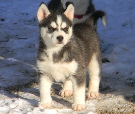 Siberian Husky Puppy for sale in GRISWOLD, IA, USA