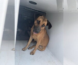 Black Mouth Cur Dogs for adoption in Houston, TX, USA