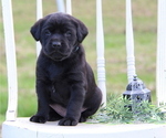 Puppy Morgan Labrador Retriever
