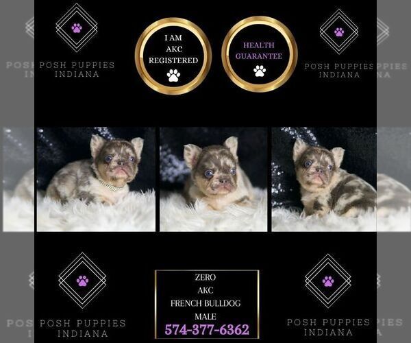 Medium Photo #12 French Bulldog Puppy For Sale in WARSAW, IN, USA