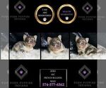 Small #11 French Bulldog