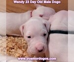Small Photo #43 Dogo Argentino Puppy For Sale in JANE, MO, USA